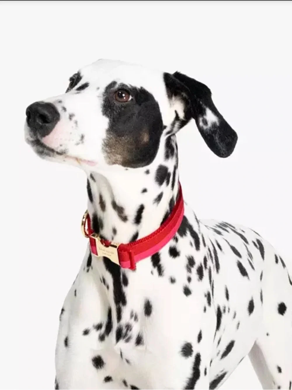 Kate spade dog collar